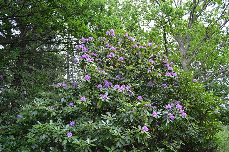 The garden — 1