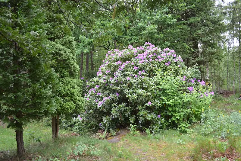 The garden — 2