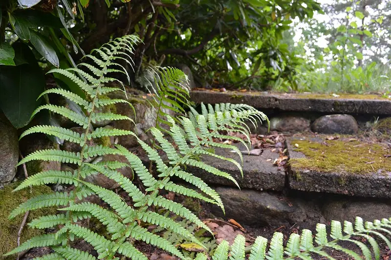 The garden — 4