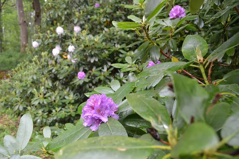 The garden — 6